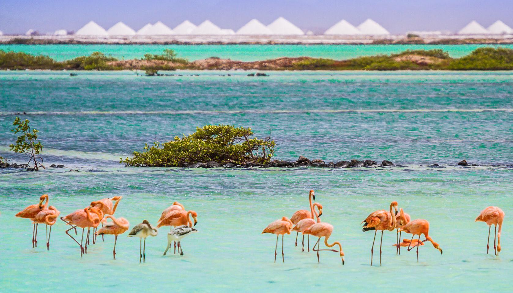 Van Der Valk Plaza Beach & Dive Resort Bonaire Кралендейк Экстерьер фото