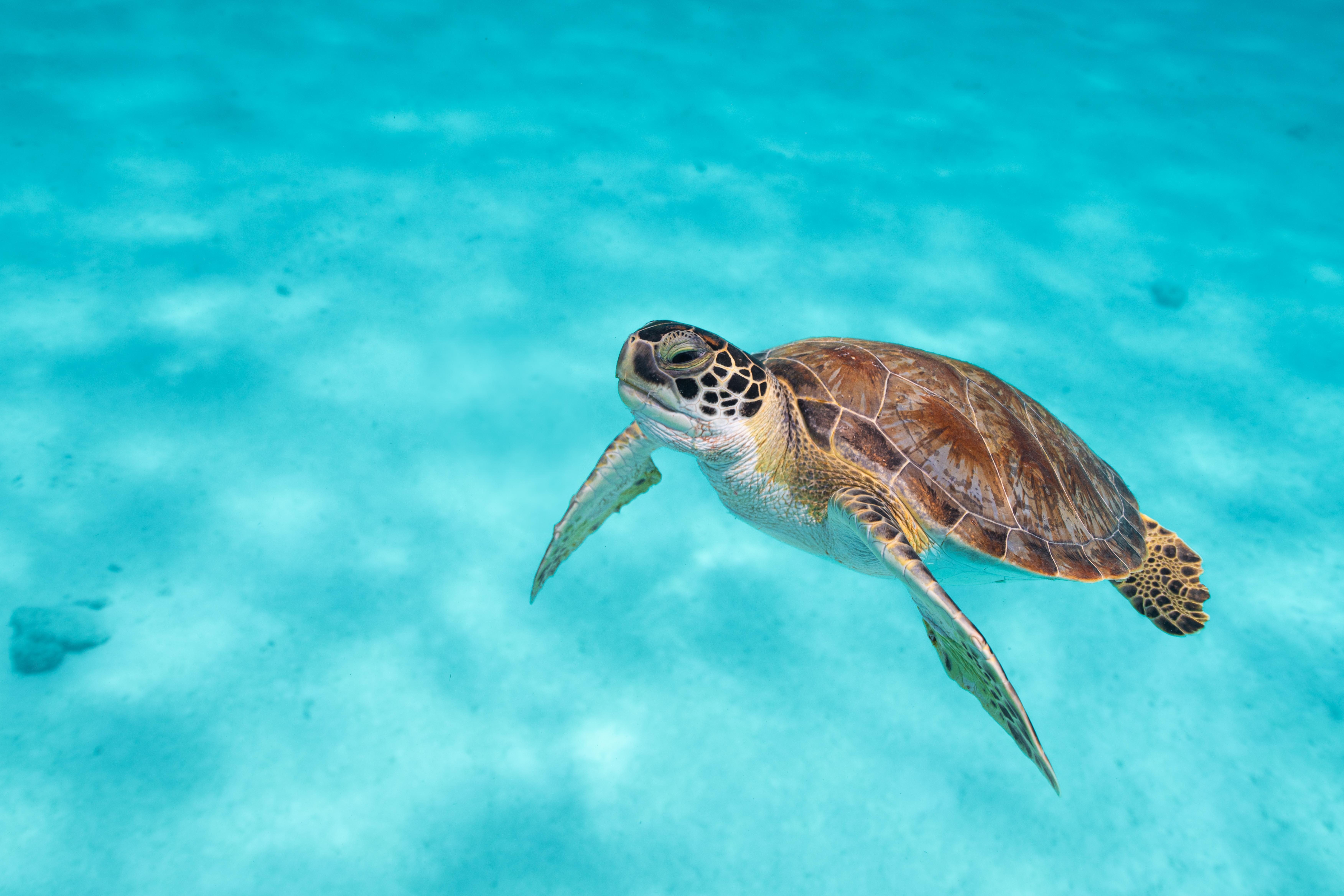 Van Der Valk Plaza Beach & Dive Resort Bonaire Кралендейк Экстерьер фото